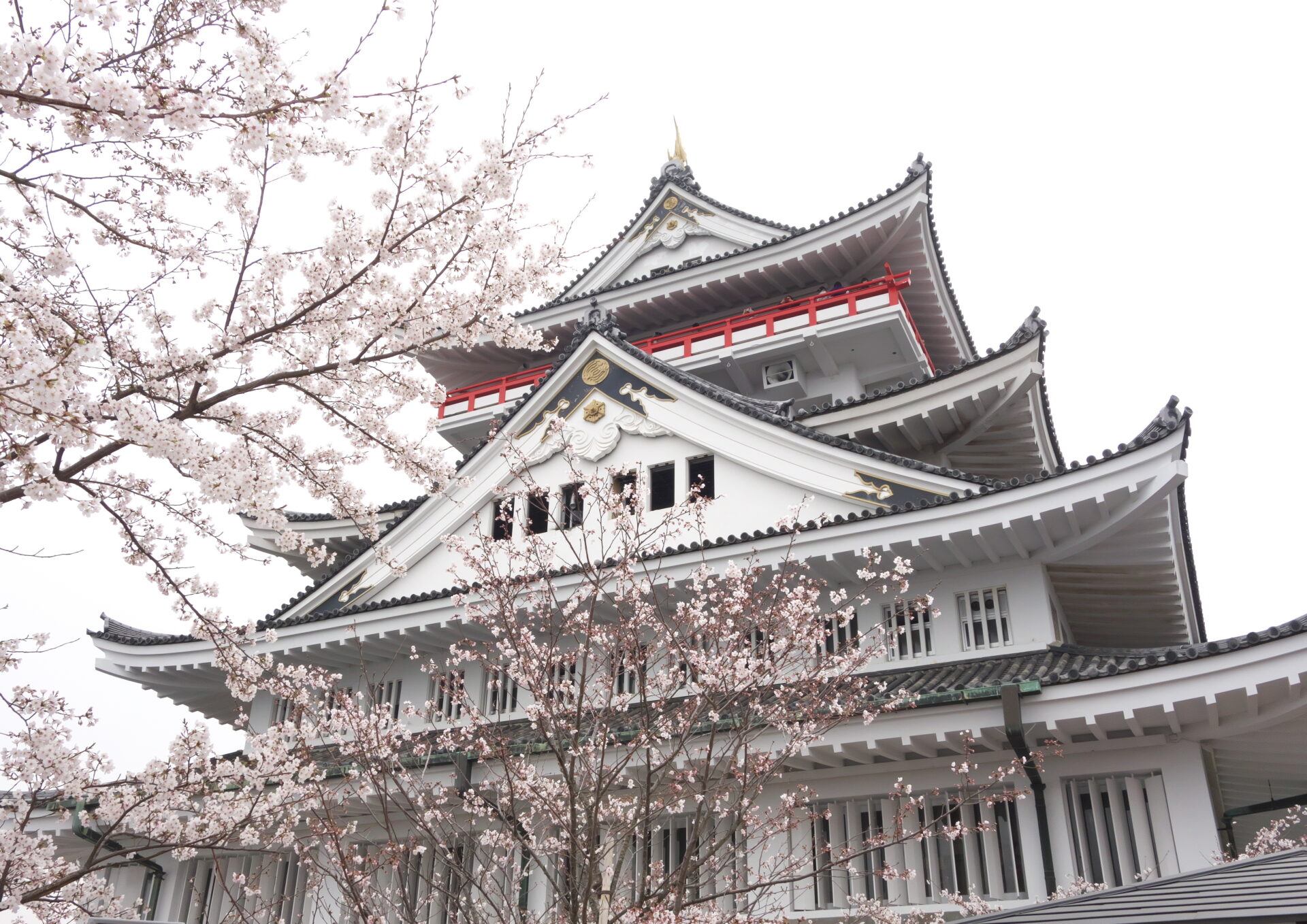 熱海城のさくら