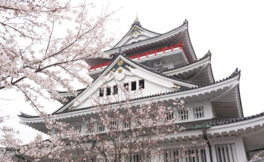 熱海城のさくら