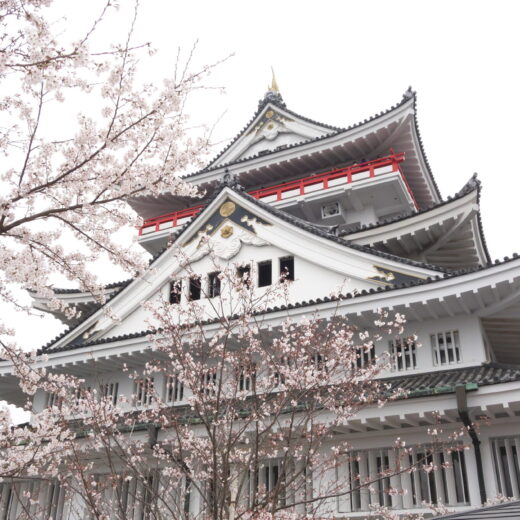 熱海城のさくら